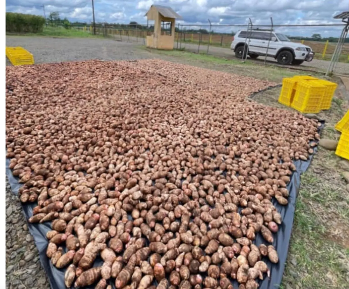 Tubérculos recién cosechados secándose en la finca