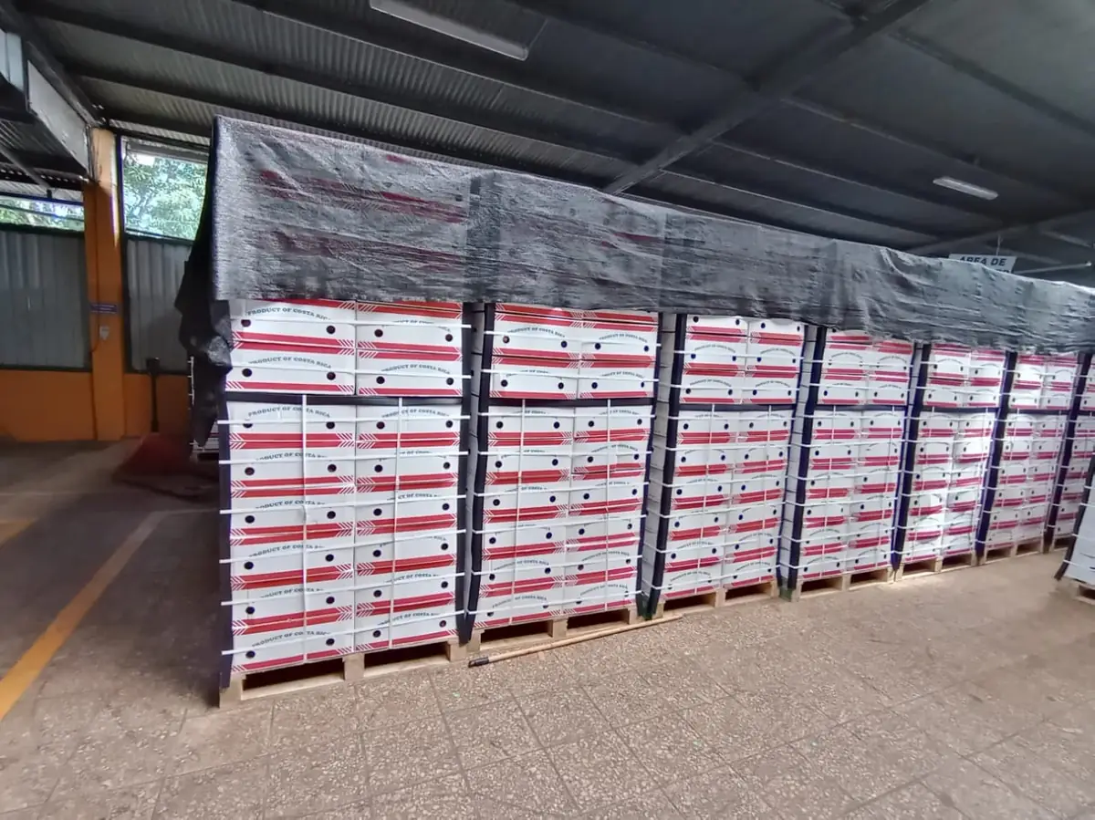 Pallets de exportación en planta de empaque