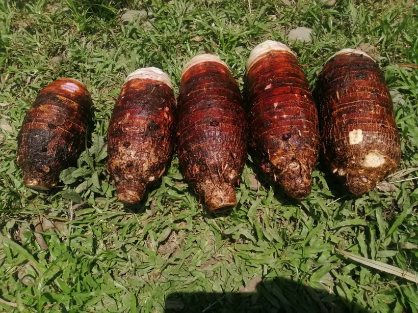 Malanga coco