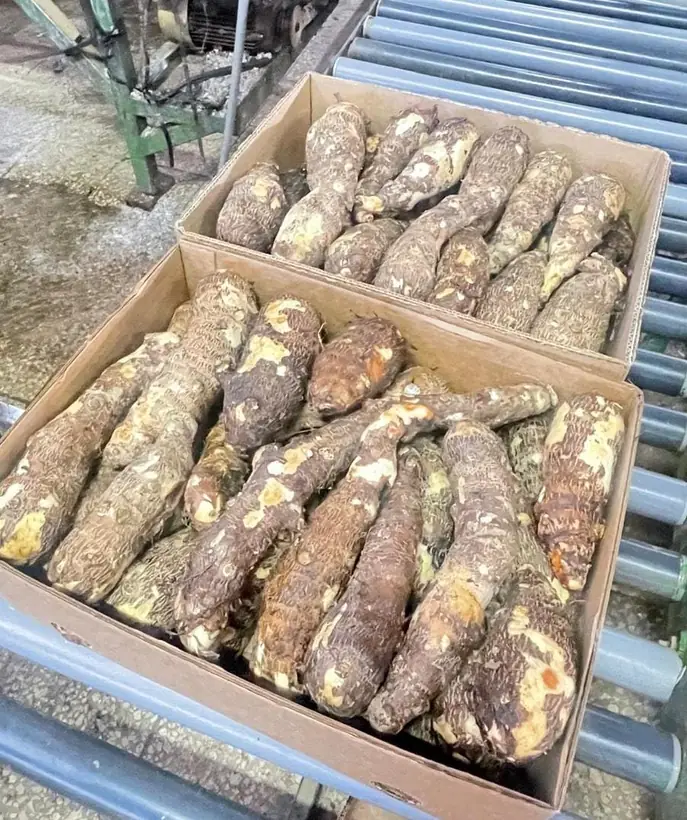Selección de malanga en línea de empaque