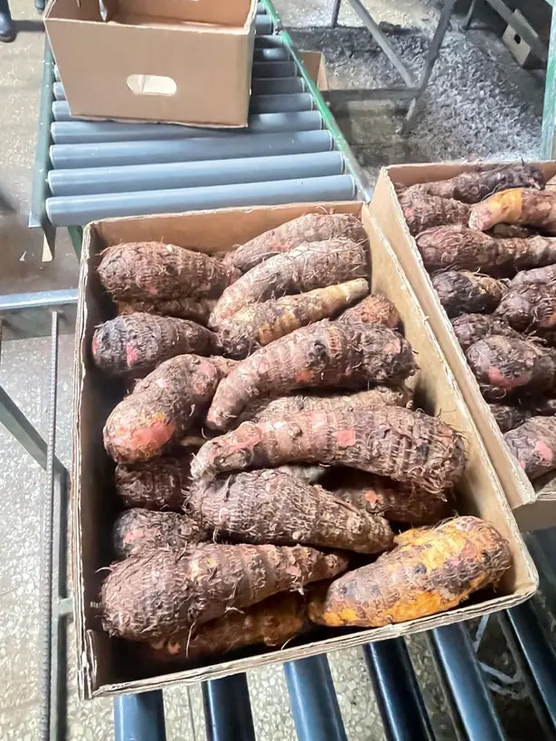 Malanga lila