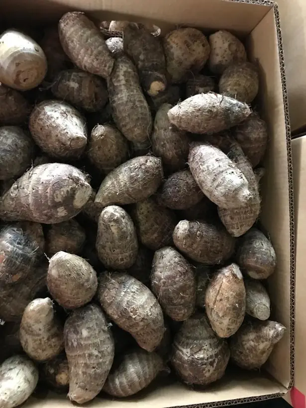 Ñampí