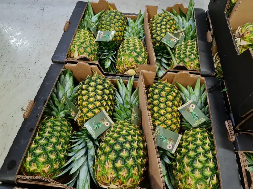 Cajas de piña Golden MD2 listas para exportación