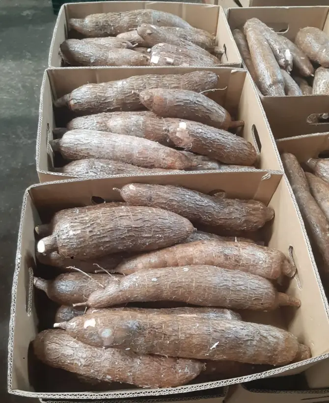 Yuca (cassava)